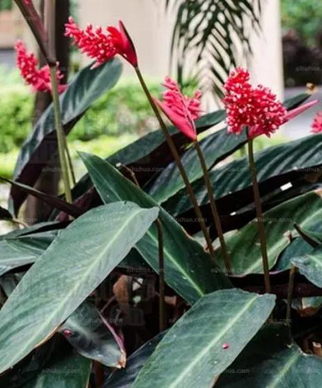 观赏植物黄叶为啥,竹芋绿植叶子焦边怎么办