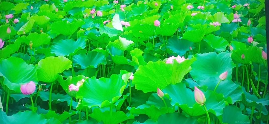 春天看图挖野菜，送你40种野菜大图鉴，让你轻松辨别各种野菜