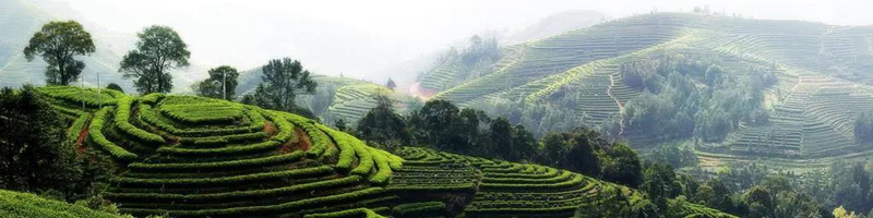 清朝骗术大全,一部揭秘民国骗术的书