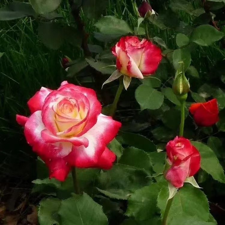 南洋红双喜花开富贵,红双喜双喜临门