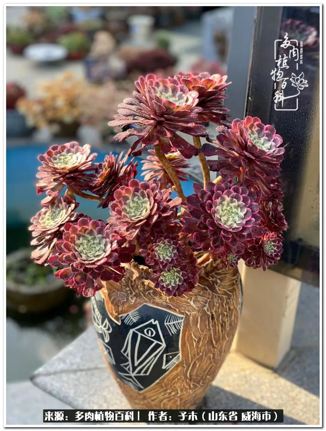 法师多肉成长史,法师多肉新手教程