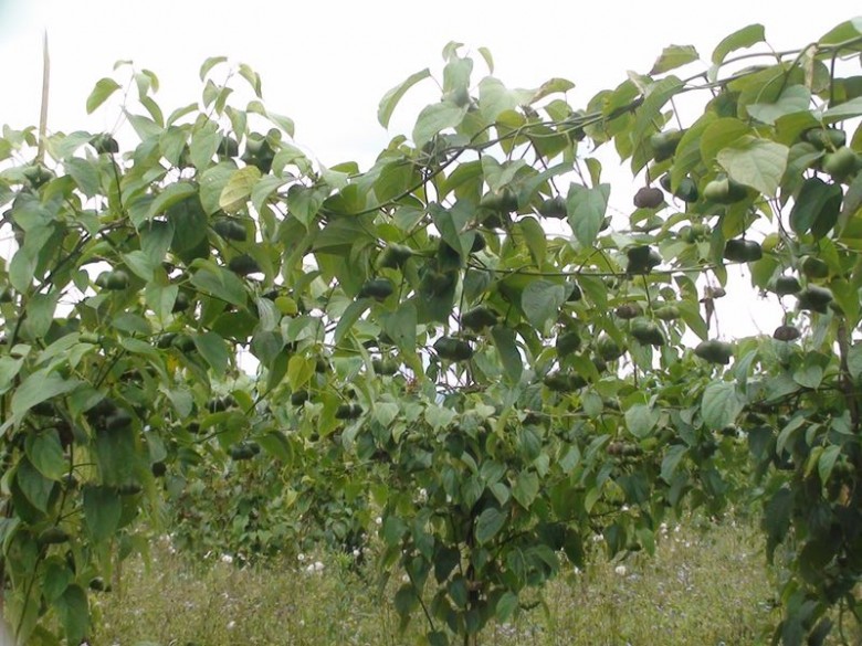 不出国门就能品尝世界各地的小吃,不出国门吃遍世界美食