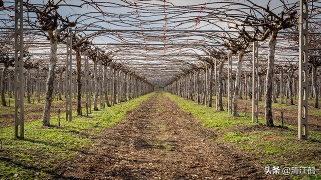 今年猕猴桃树冻害哪个省严重,猕猴桃如何防霜防寒