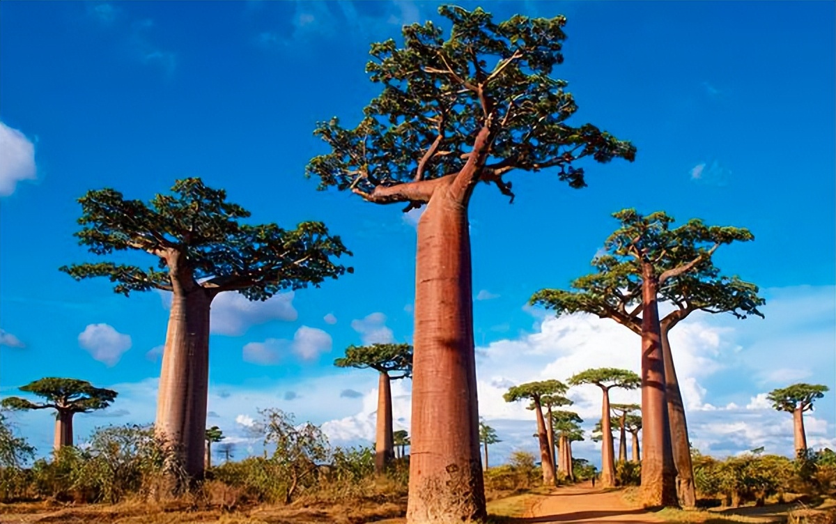 非洲本土植物与水果的独特性