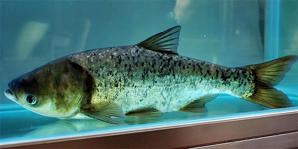 鱼胶适合啥时候做,什么品种的鱼胶适合平时吃