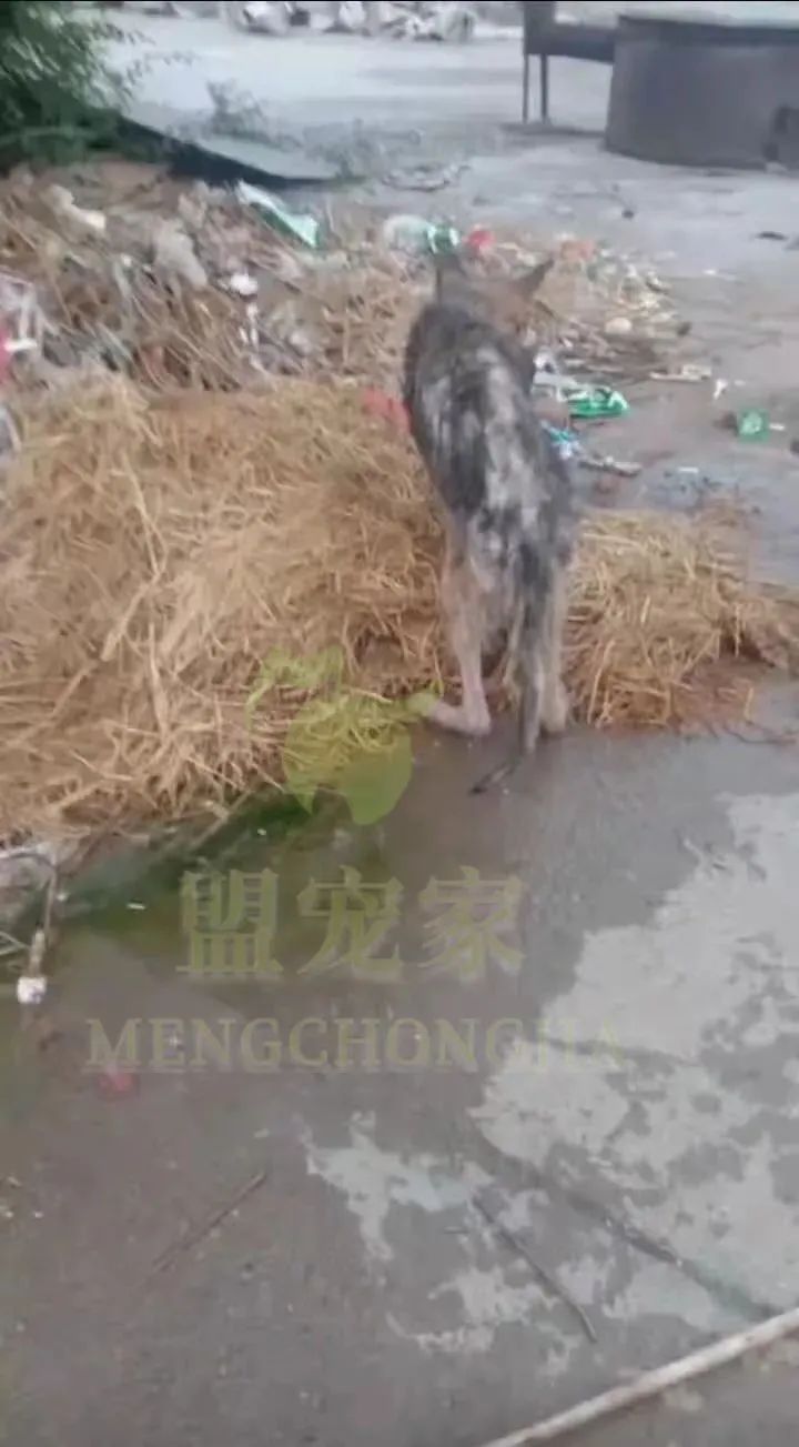 德牧骨癌,流浪德牧被打裂鼻骨跑进医院求助