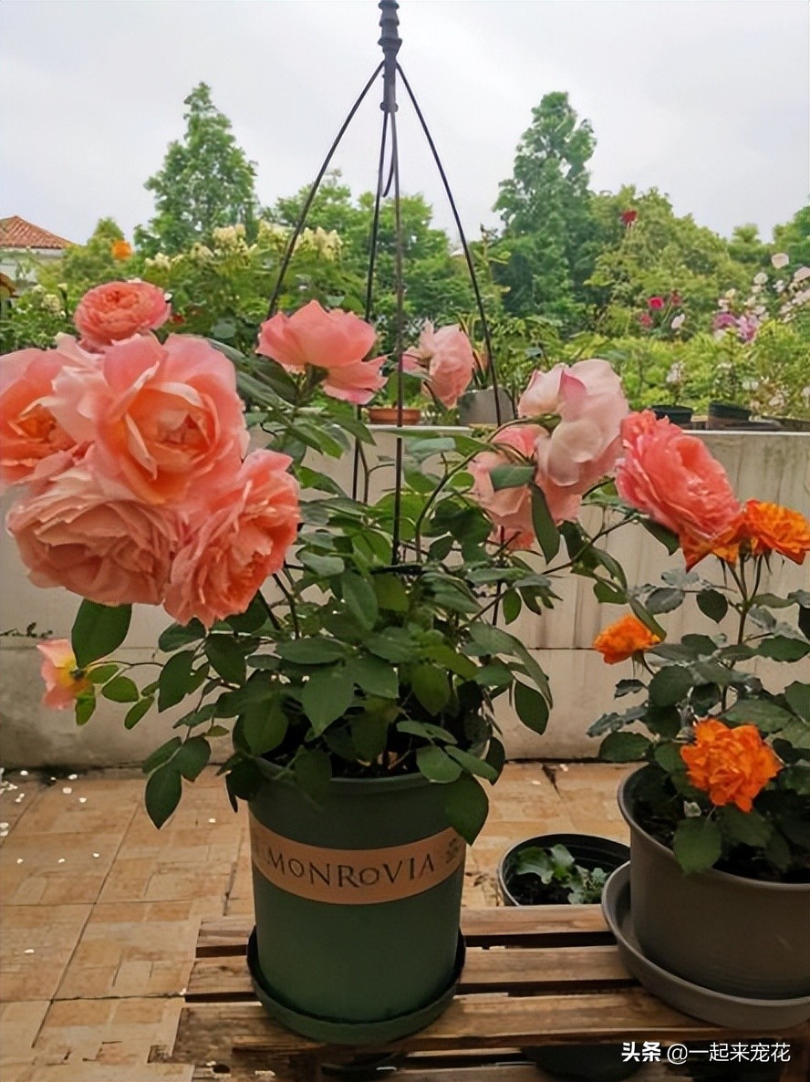 最漂亮10种盆栽月季,月季冬天如何养护春天才会爆花