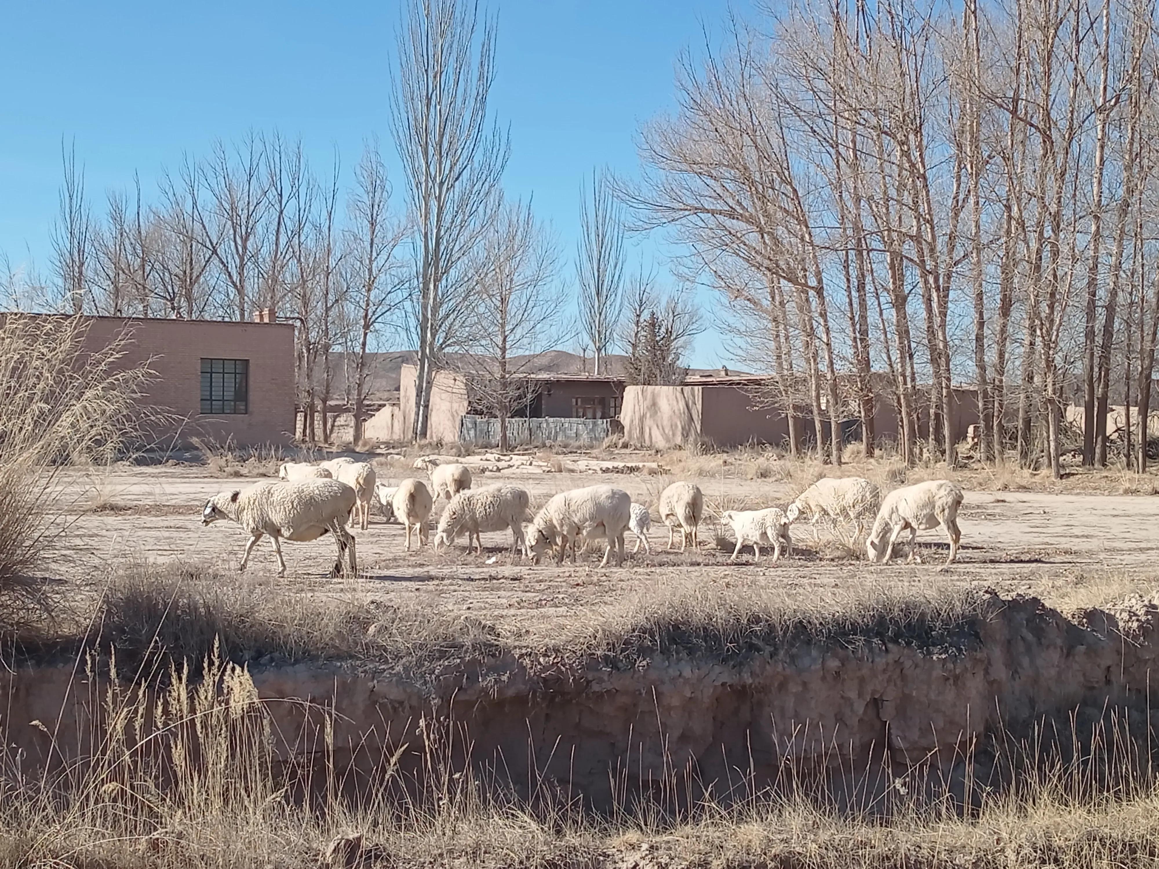 养羊最近几年的前景如何,养羊的利润和投资风险
