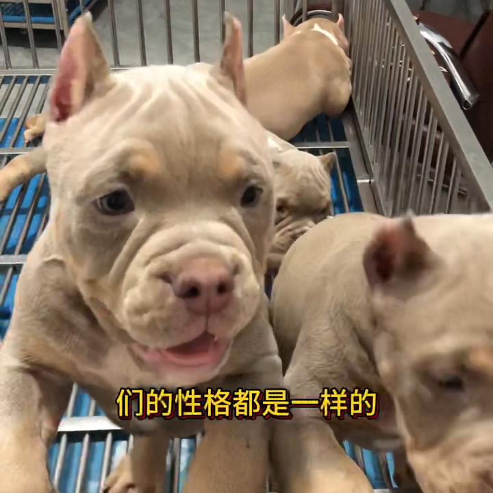 恶霸犬不会看门,大体恶霸犬适合看家吗