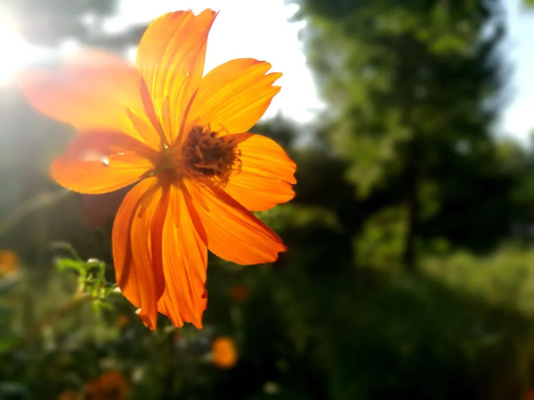 6岁的女儿说她“怀孕”了？这位妈妈是这样做的......