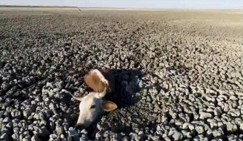 极端高温,灾难的开始…该如何拯救