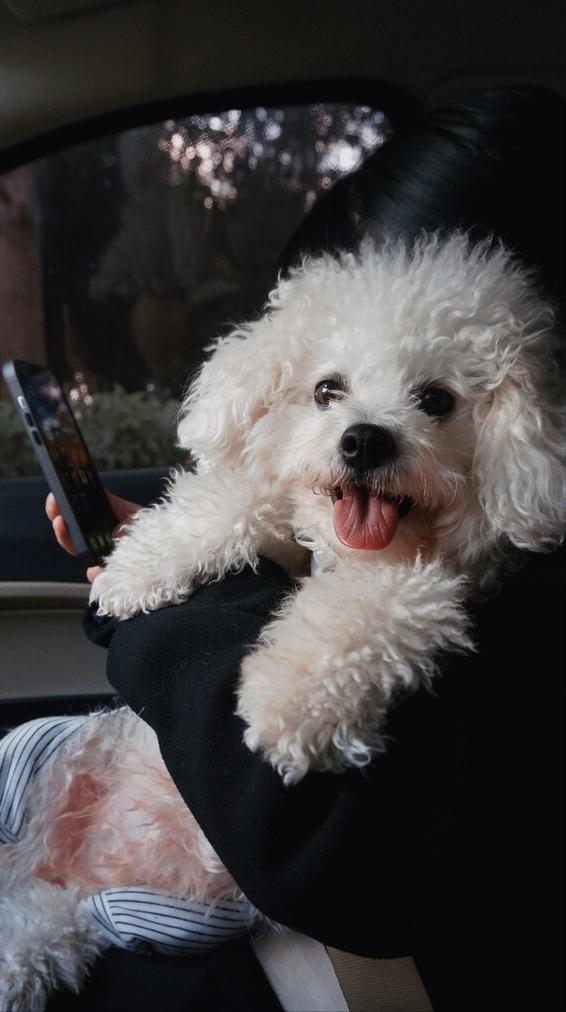 花比熊犬的9大优缺点,比熊犬好饲养吗知乎