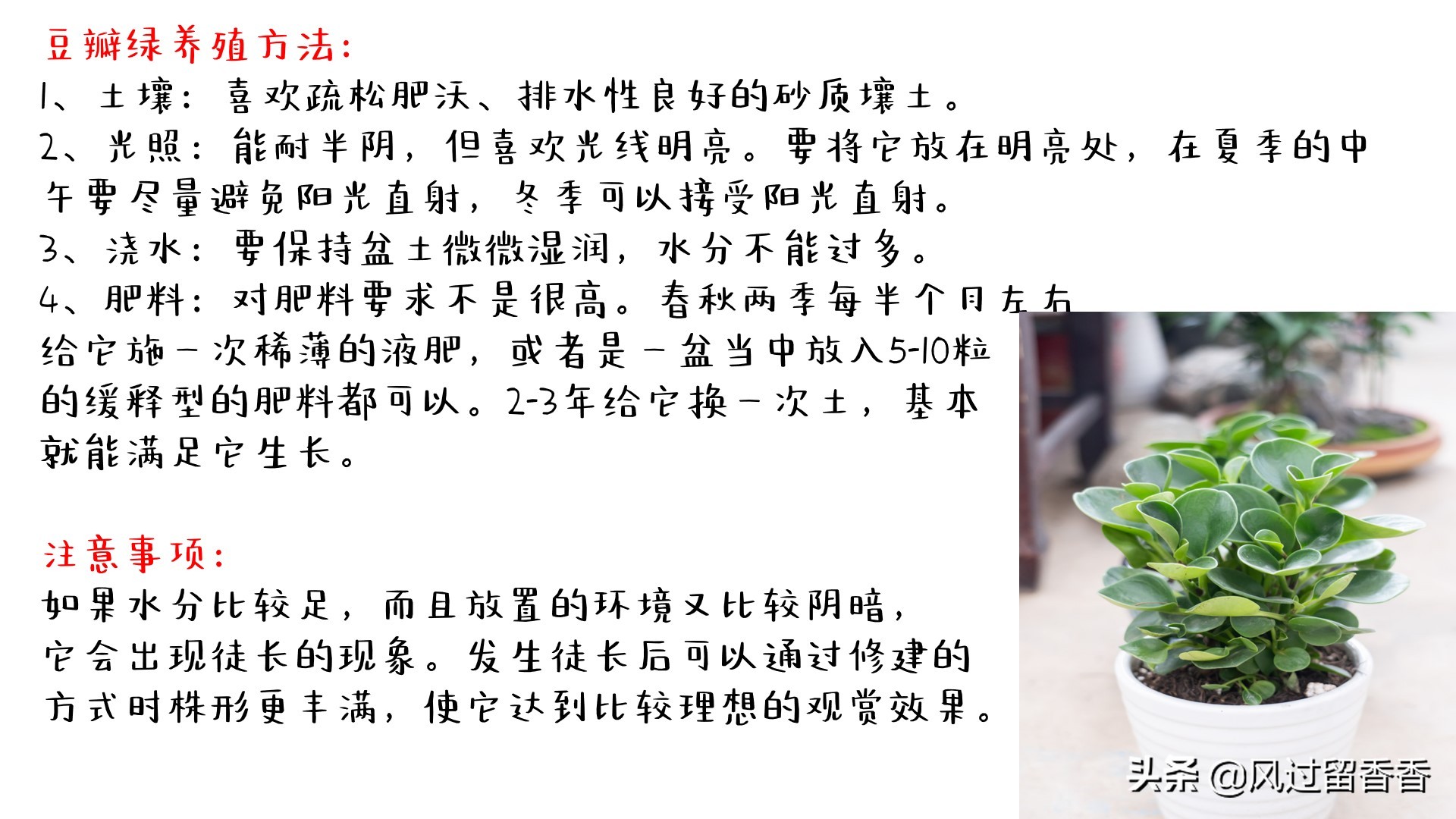 阳台养花教程推荐,阳台养花教程新手入门