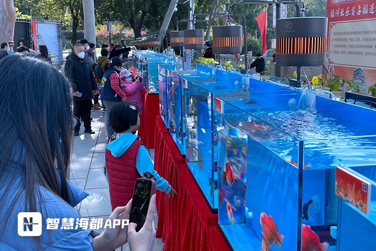 最珍贵的中国传统金鱼,福州西湖金鱼展