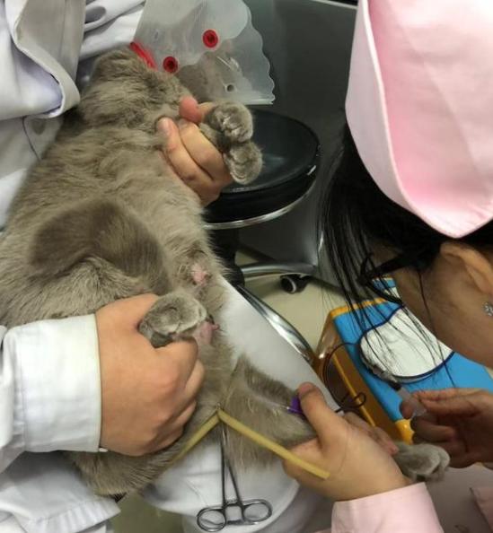 猫咪乳腺炎需要把奶挤出来么,猫咪假孕乳腺炎有硬块怎么消除