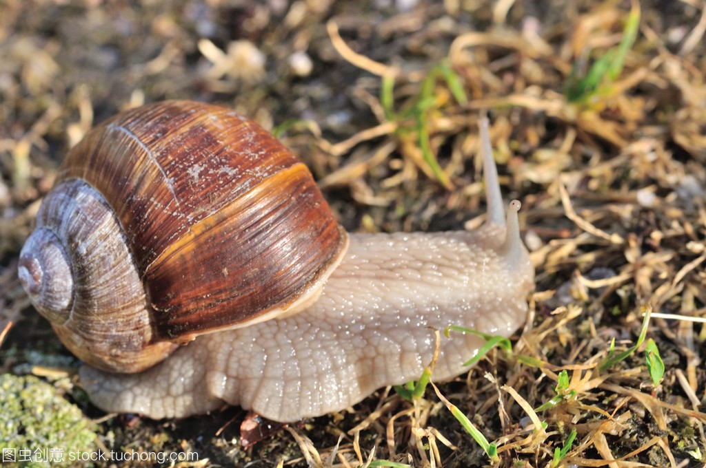 非洲大蜗牛入侵美国，每年可产5窝，花费数百万美元没法治理