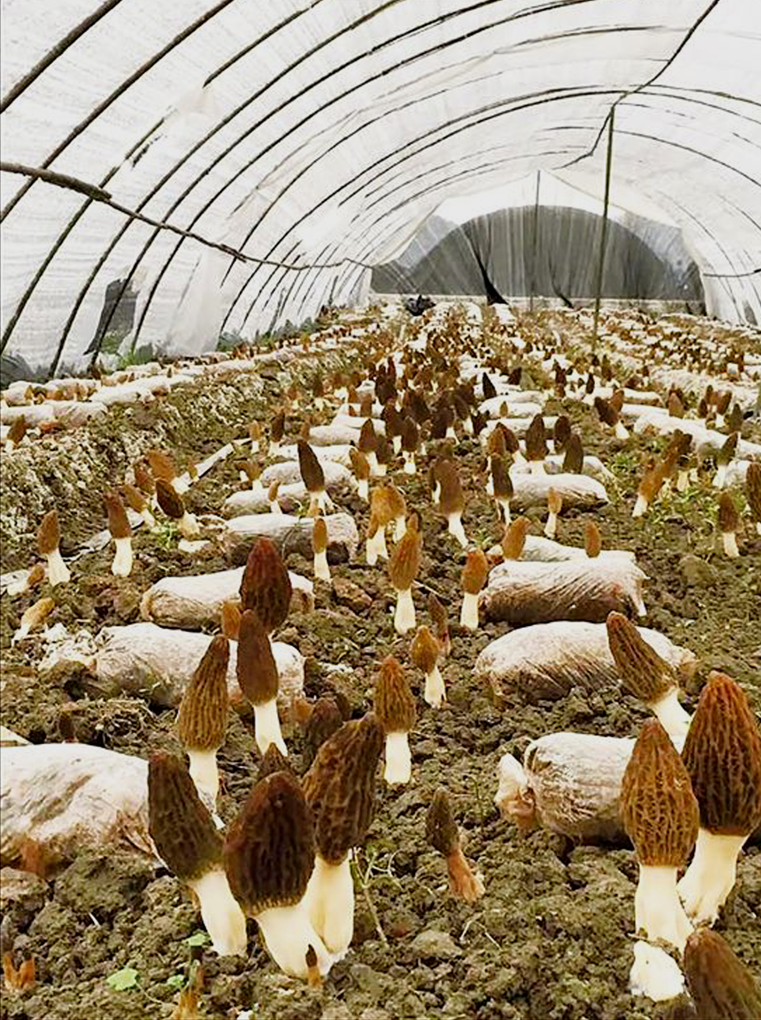 九个现代农业最佳致富项目,农业生财有道致富好项目