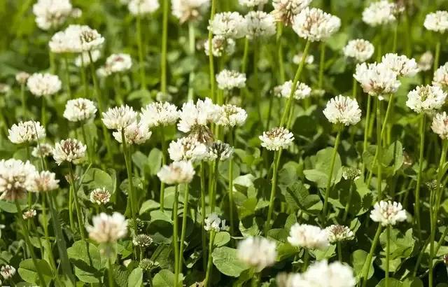 绿化带里常见的草本花,绿化带常见植物名称及图片