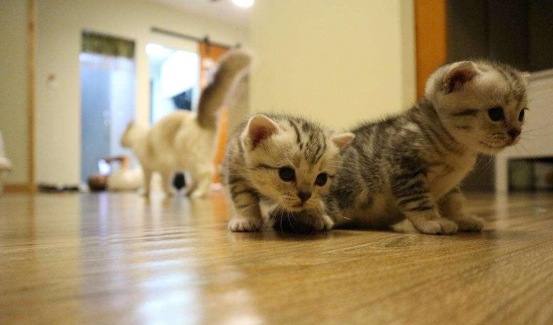 猫难产在家的处理方法,猫难产的处理方法最有效