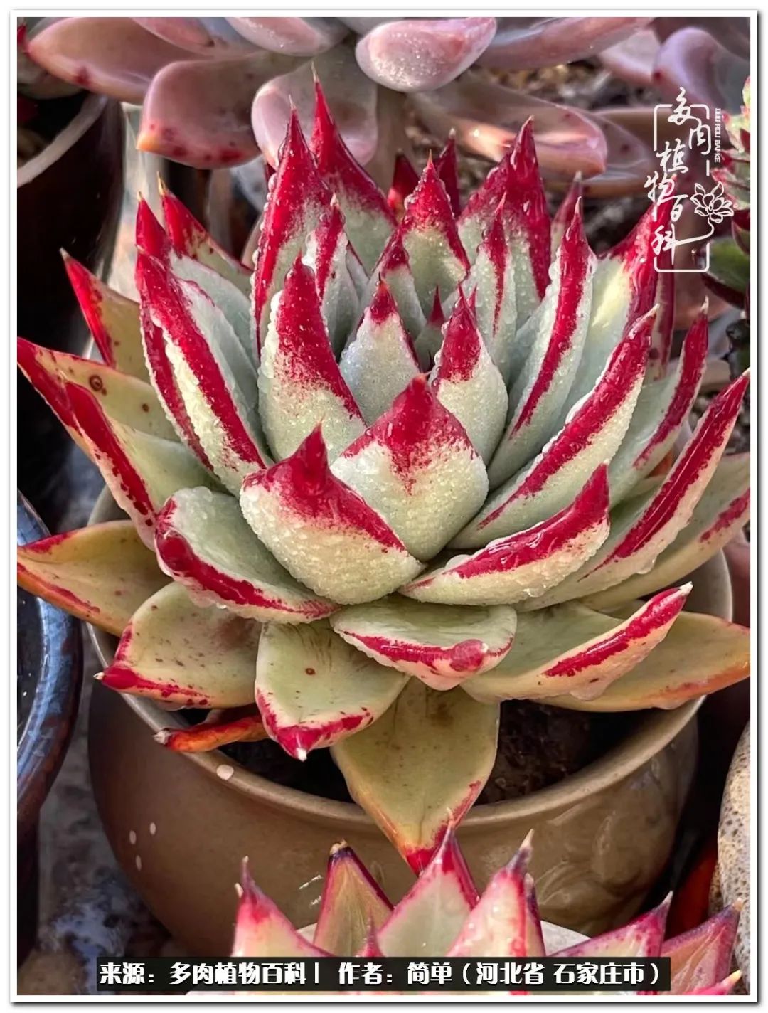 自从养了多肉以后视频,养多肉治愈生活中的疲惫和琐碎