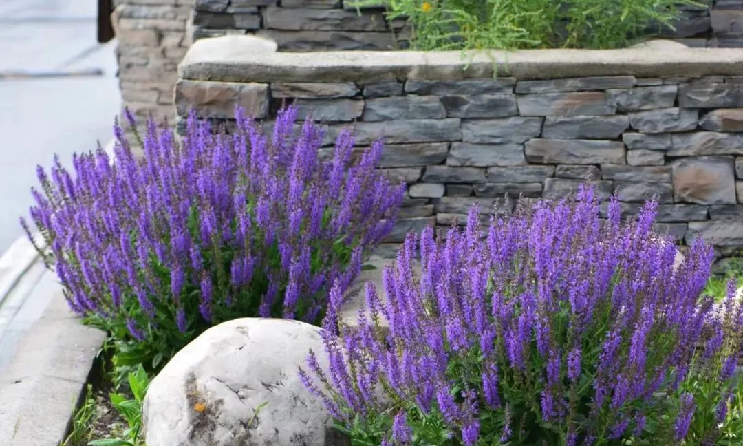 一年四季家庭种花播种时间表,南方一年四季蔬菜播种时间表