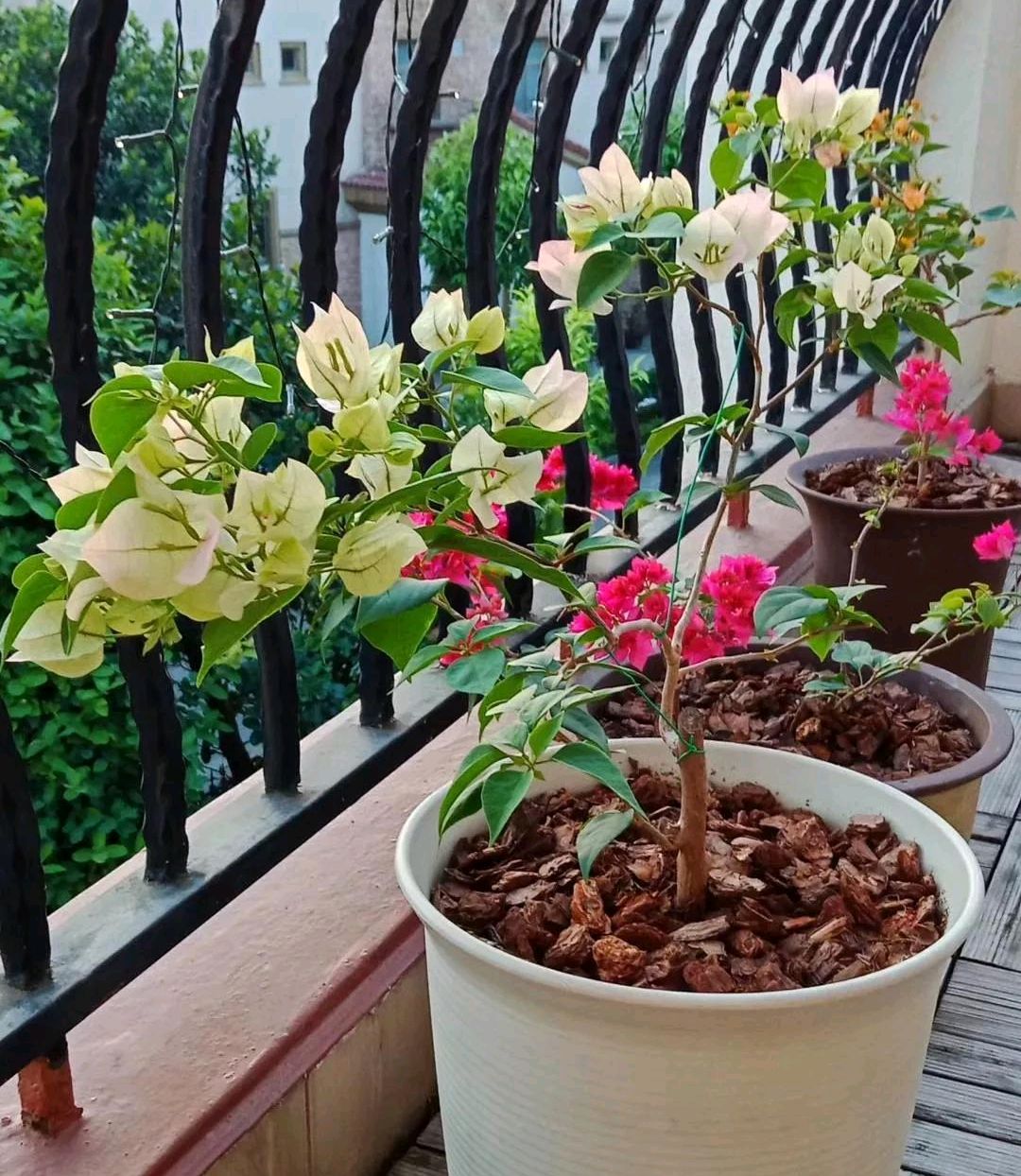 家庭客厅养什么花好看又旺财,客厅最吉祥的三种花