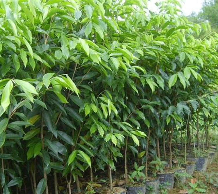 如何种植奇楠沉香不违法,种植奇楠沉香要去壳吗