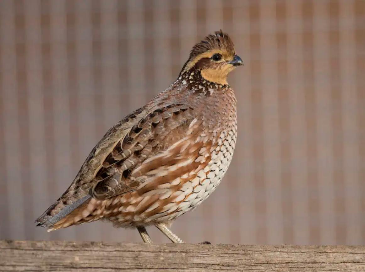 鹌鹑悲惨一生,鹌鹑的悲惨人生