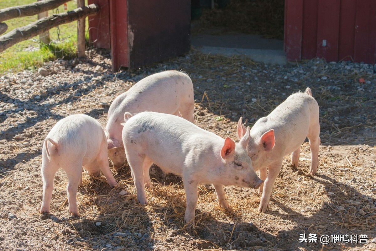 猫奶和狗奶有什么区别,猫奶和狗奶有什么区别吗