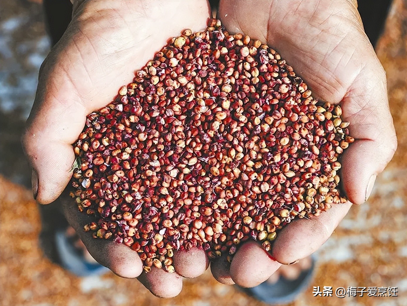 为什么自家酿的酒第二天这么难受,农村自己酿的白酒喝了有危害吗