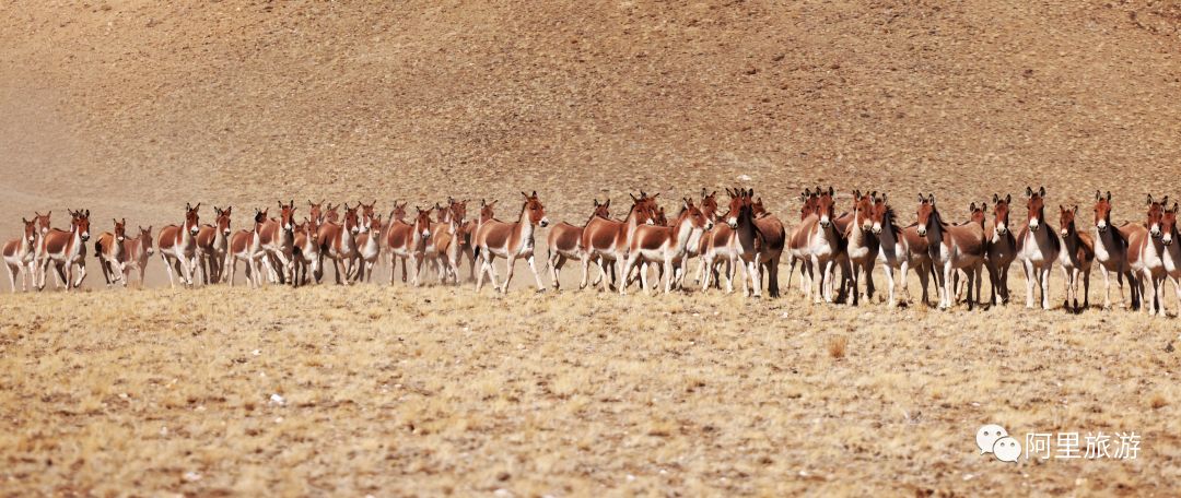 你永远可以相信迪丽热巴,你永远可以相信彝语的魅力