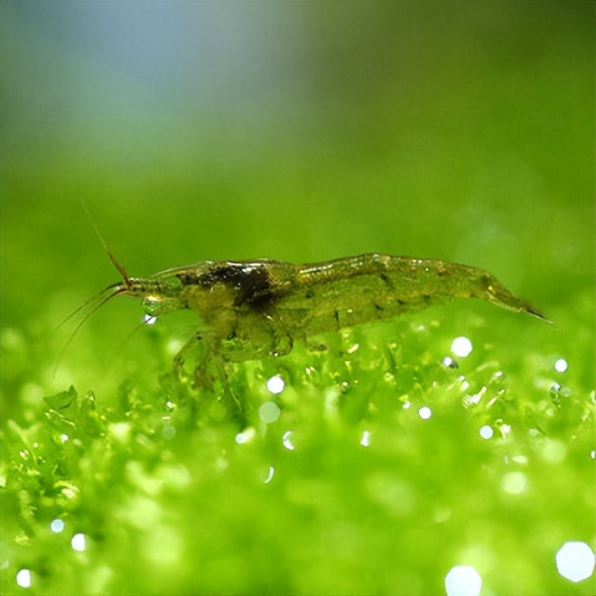 常见的宠物虾,哪种宠物虾比较好养