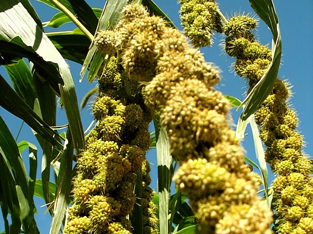 晋味美沁州黄小米怎么样,沁州黄小米哪个品牌最正宗