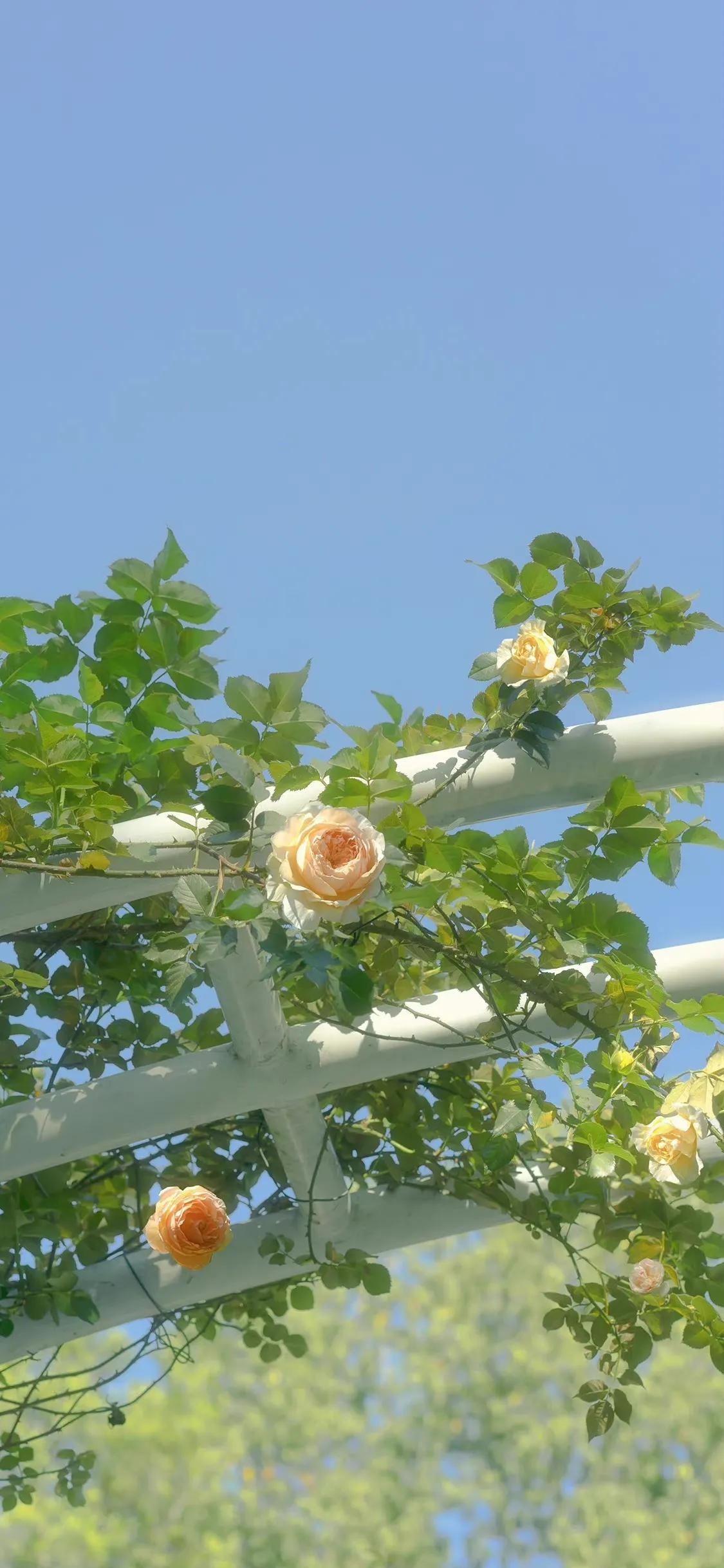 适合夏天的手机壁纸高清,纯颜色高清手机壁纸