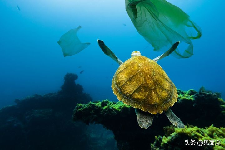 蓝洞潜水全过程,潜水员第一视角海底宝藏
