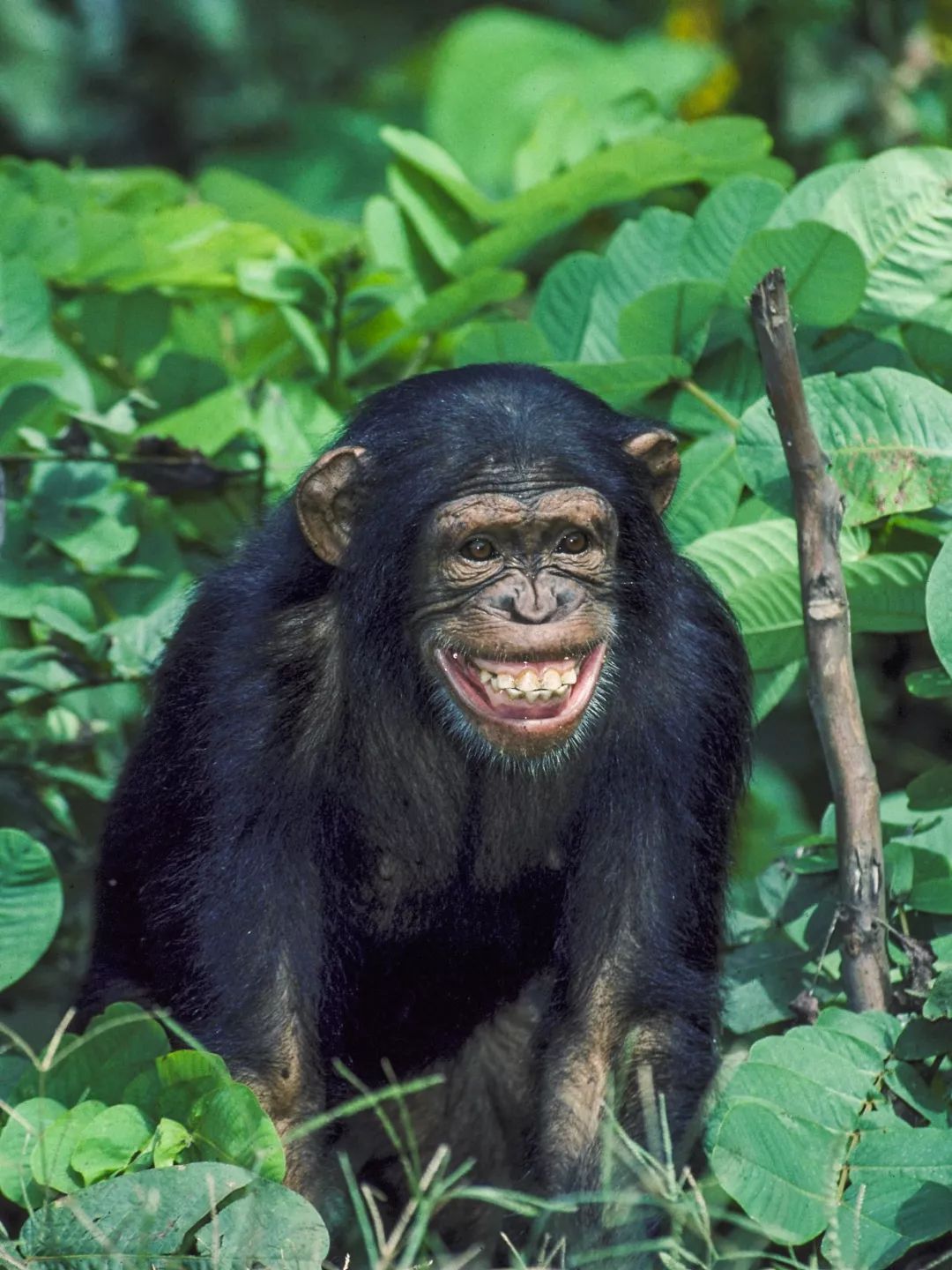 致与病毒搏斗的你！