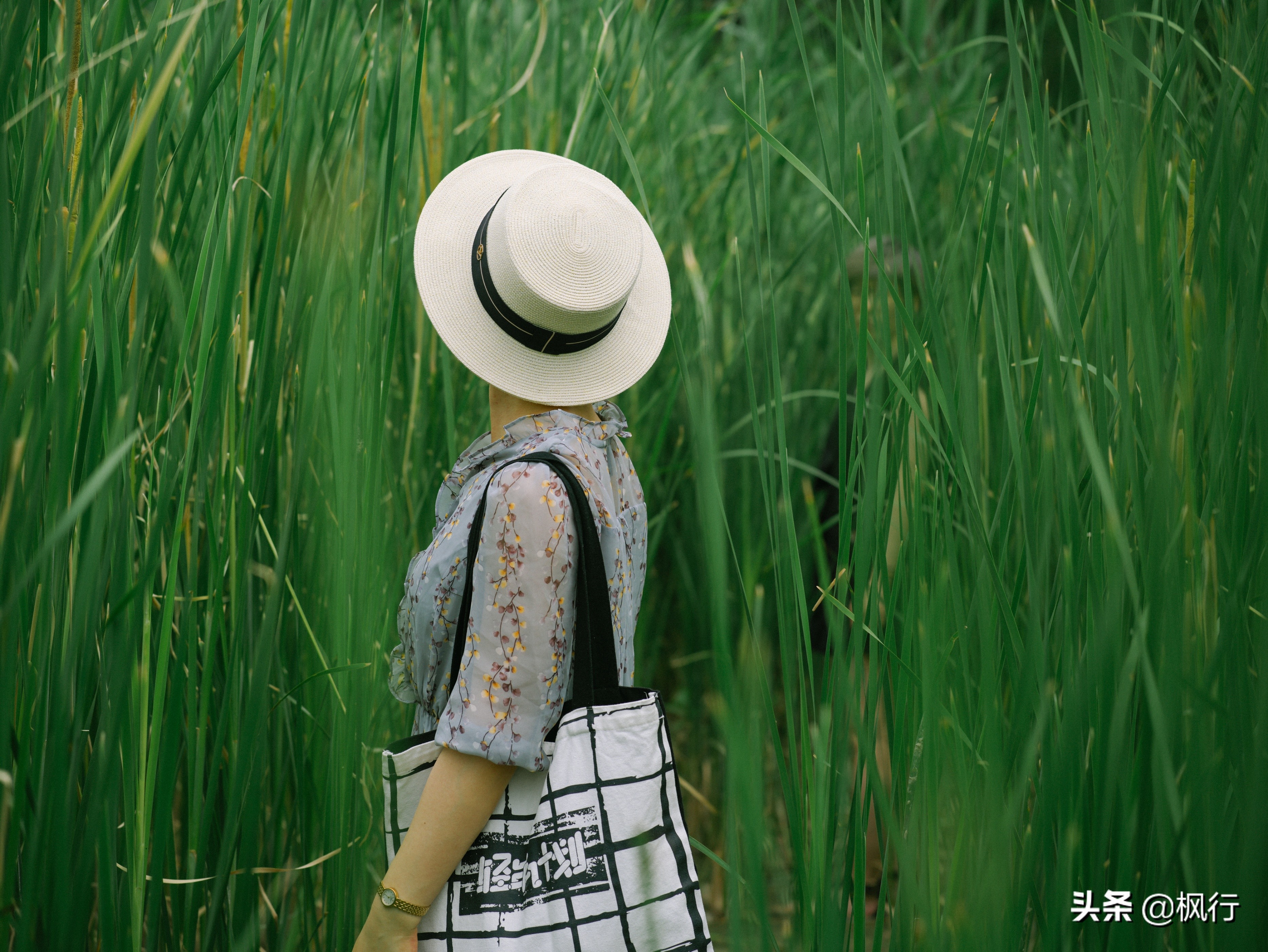 平替奈良小鹿,南海公园奈良小麋鹿