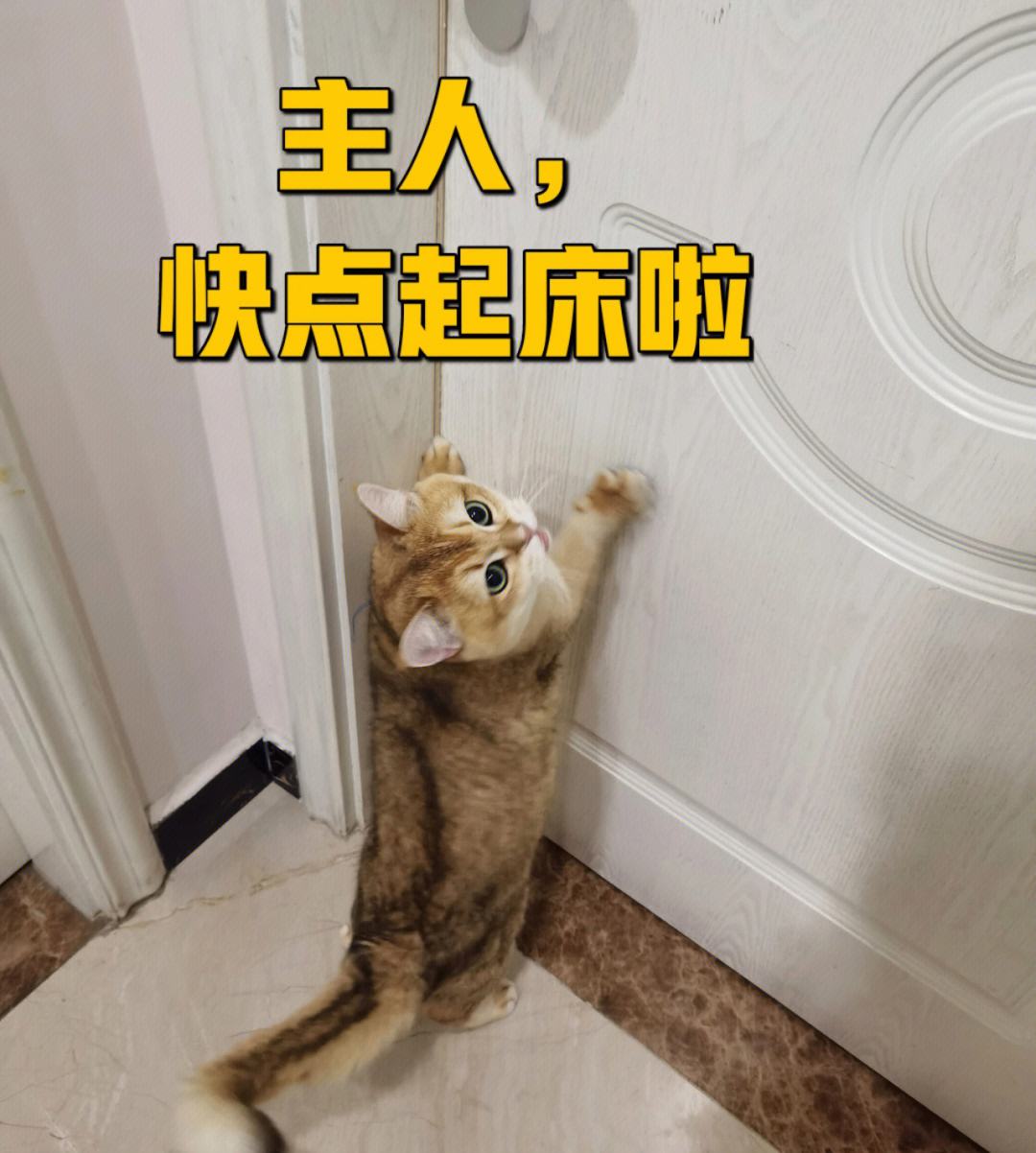 猫咪早上一直叫是怎么回事,早上睡觉猫咪一直嗯喵嗯喵的叫