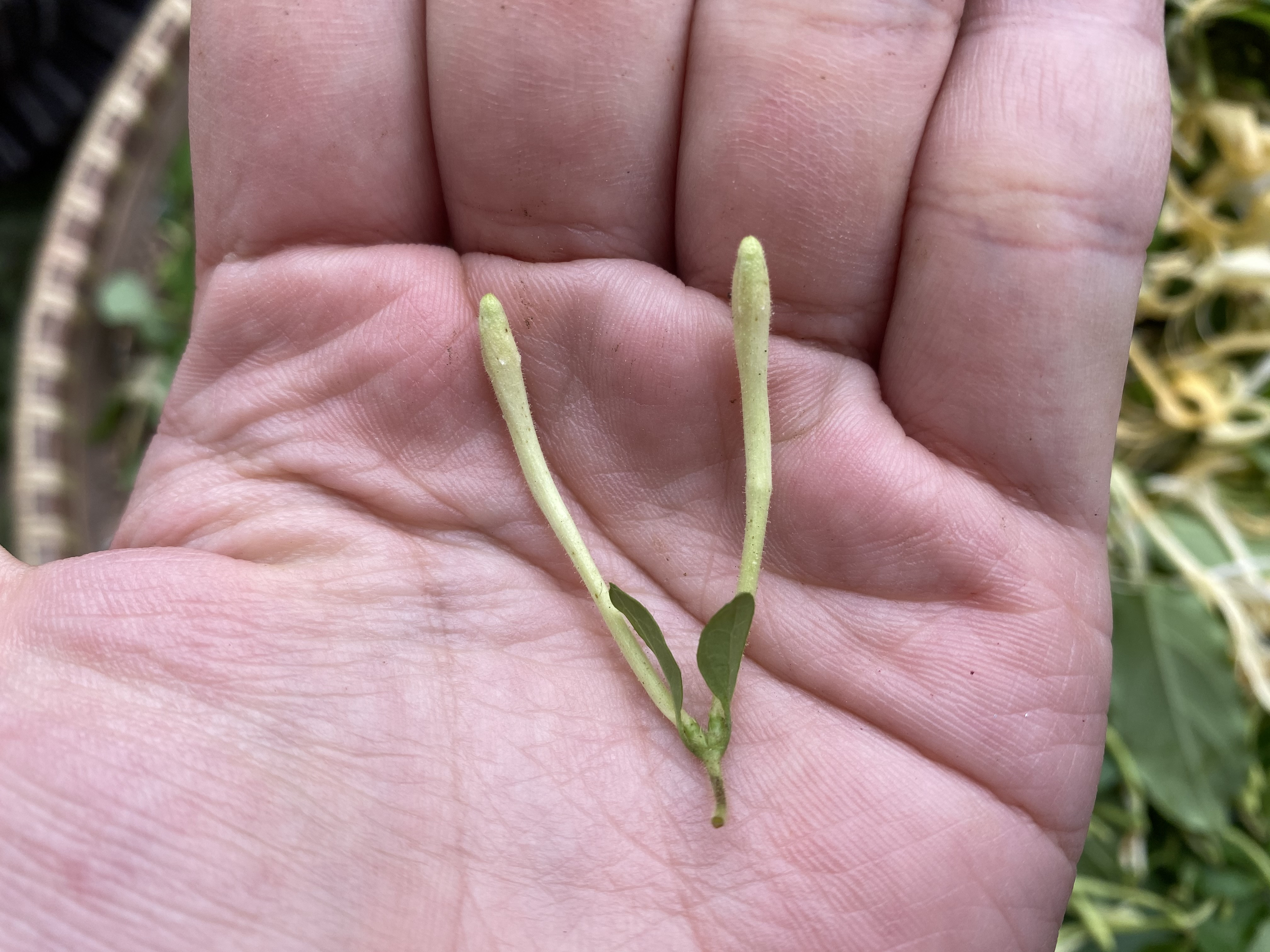 自制金银花茶,金银花茶最好的制作方法