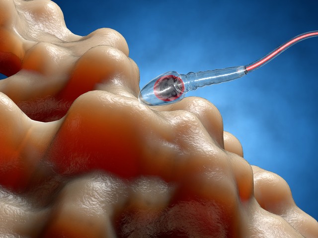 “精子”进入体内后,最后怎么样了?女人别不好意思看