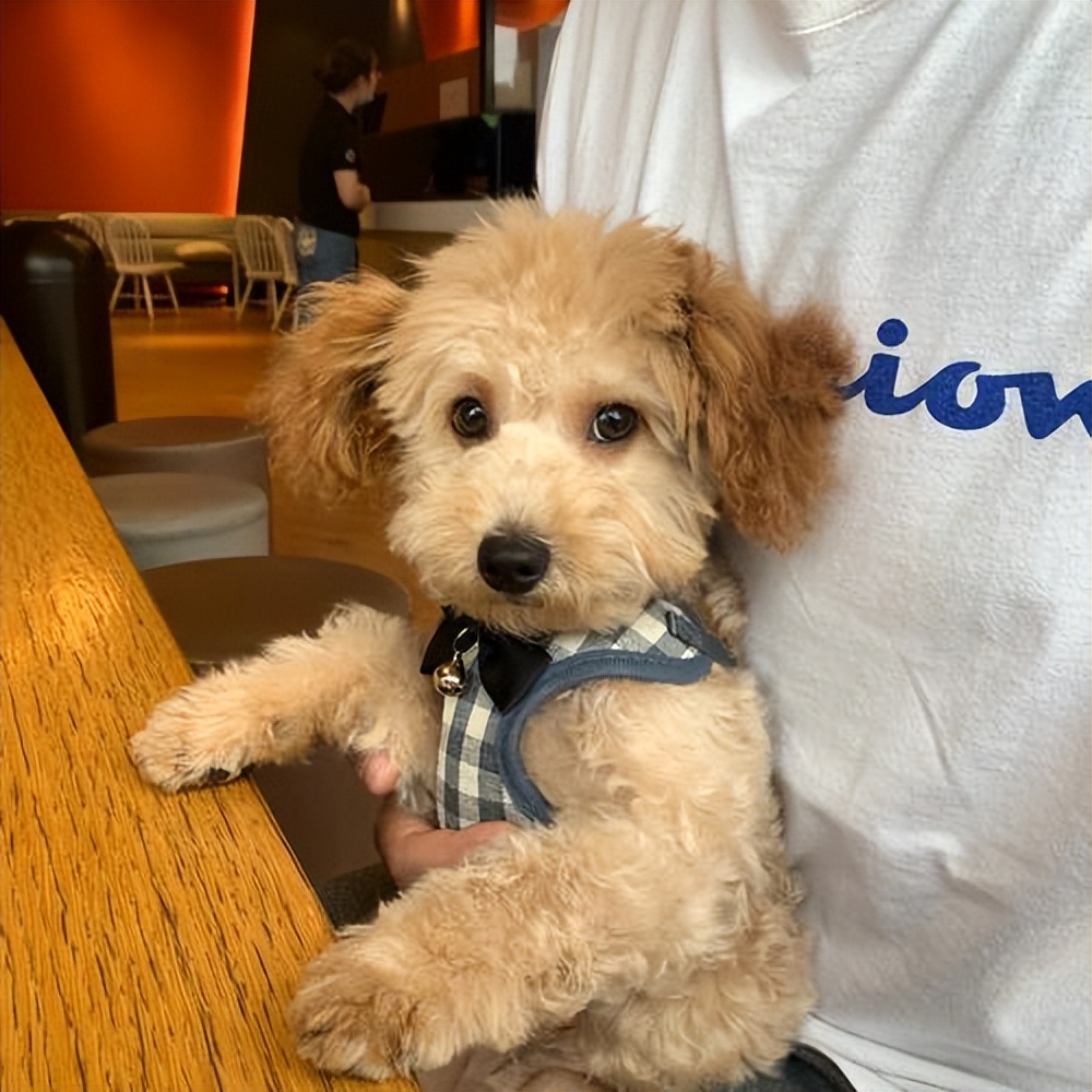 适合女生养的聪明战斗力强的狗,哪种狗最忠诚又温柔