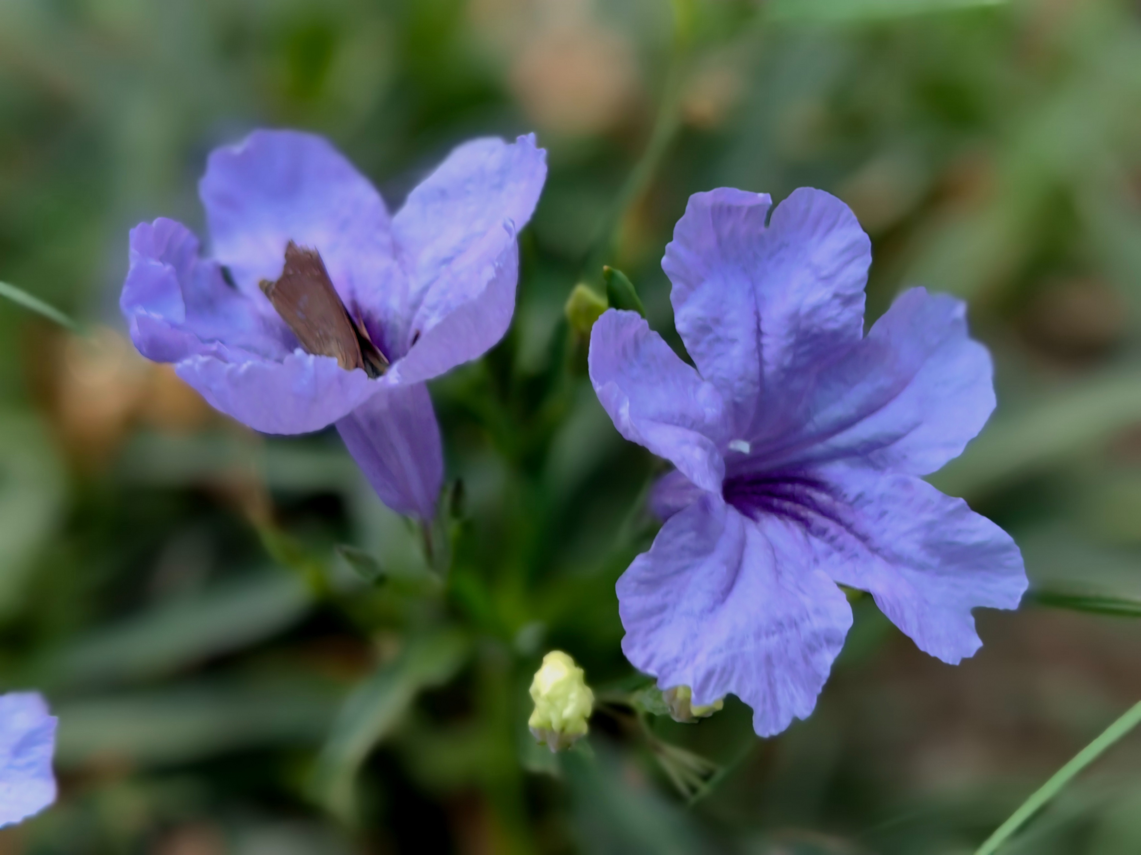 紫色兰花草:,蓝色花草品种