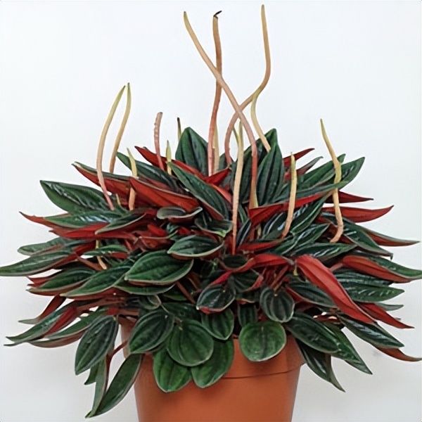 102个大类近500个多肉植物图片，都极其美丽，建议在家中也养一盆