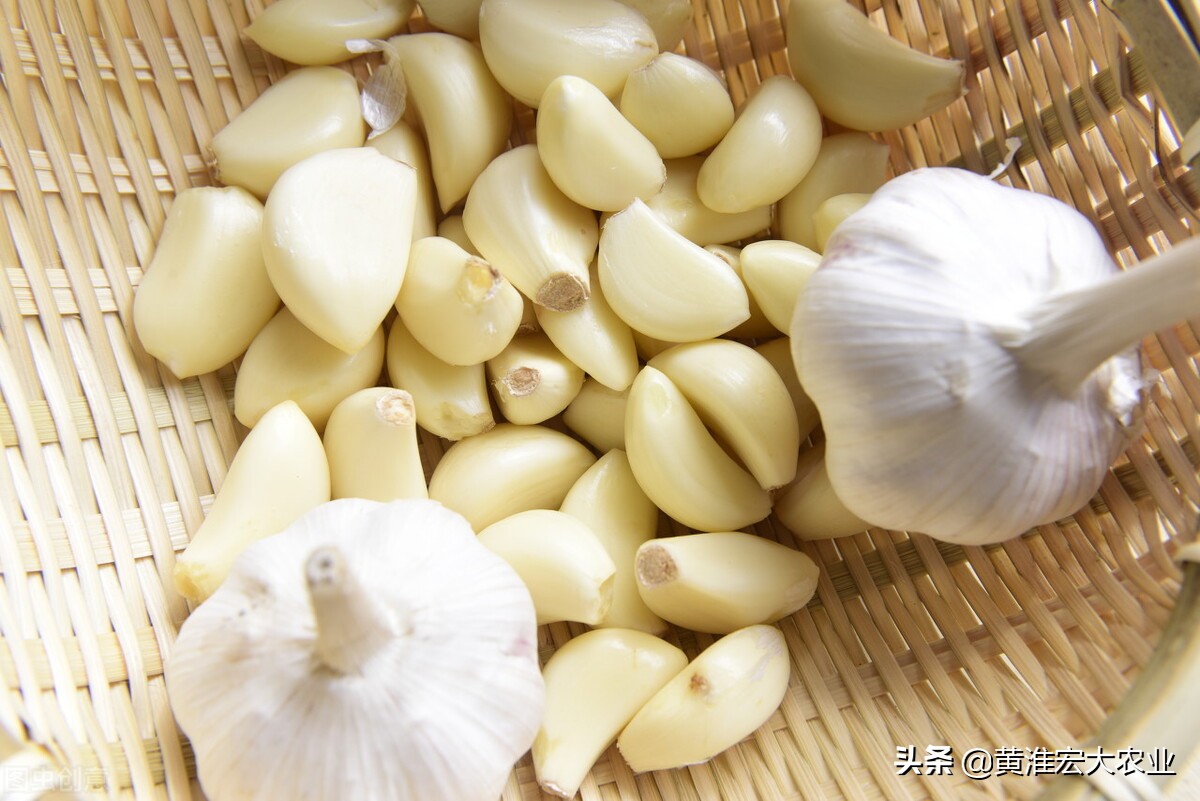 河南早熟蒜一般几月上市,早熟蒜跟晚熟蒜哪个产量高