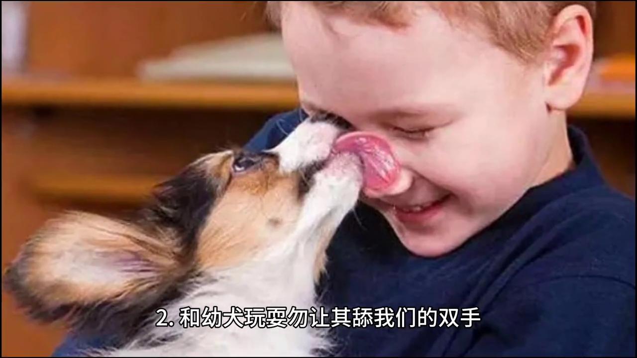 贵宾犬的饲养方法,贵宾犬幼犬怎么照顾