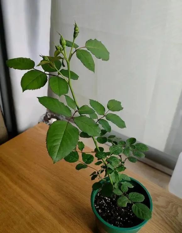 门口种月季花有什么讲究吗,月季花买哪种最好