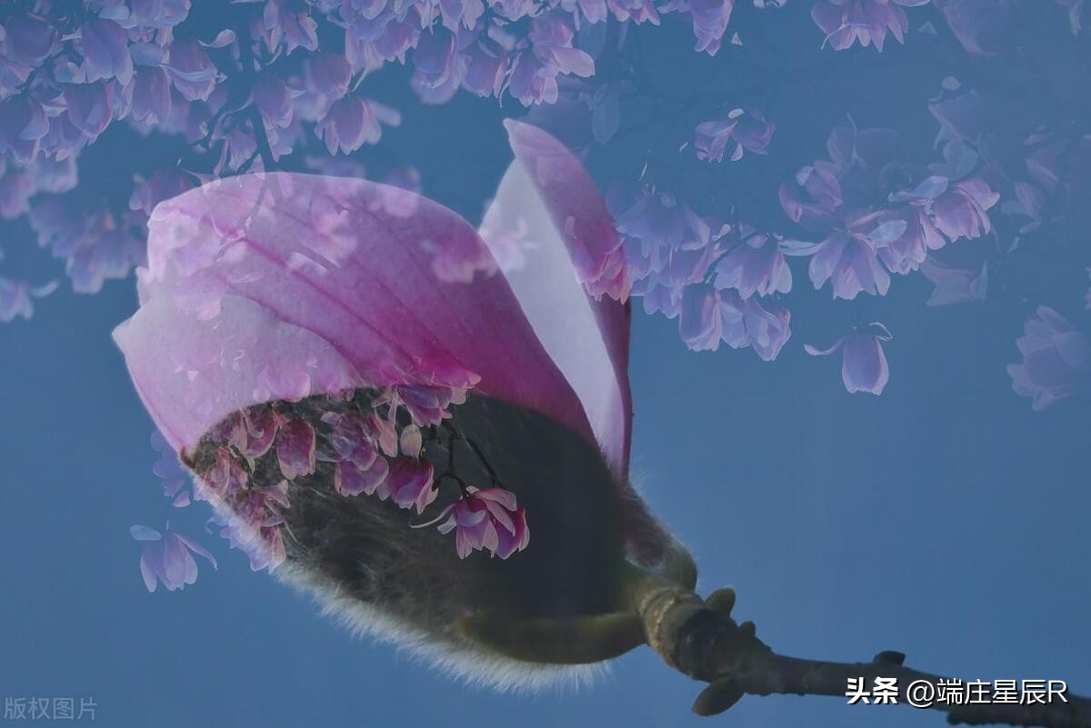 辛夷花开花结果图片,辛夷花是什么科的植物