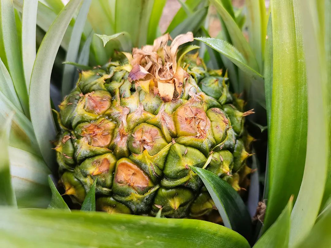 现在为什么菠萝很少凤梨很多,市场上的菠萝和凤梨怎么区分