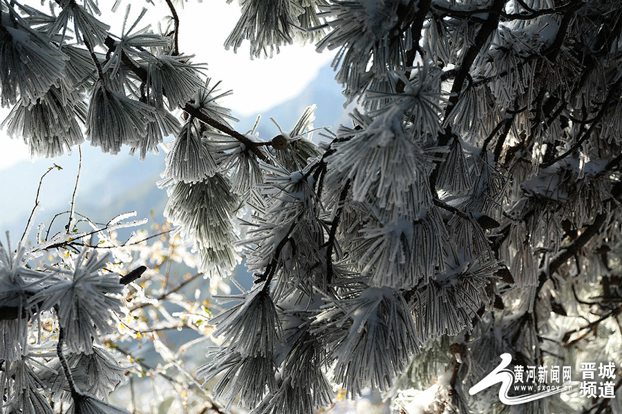 王莽岭美景,王莽岭雪后美景图片