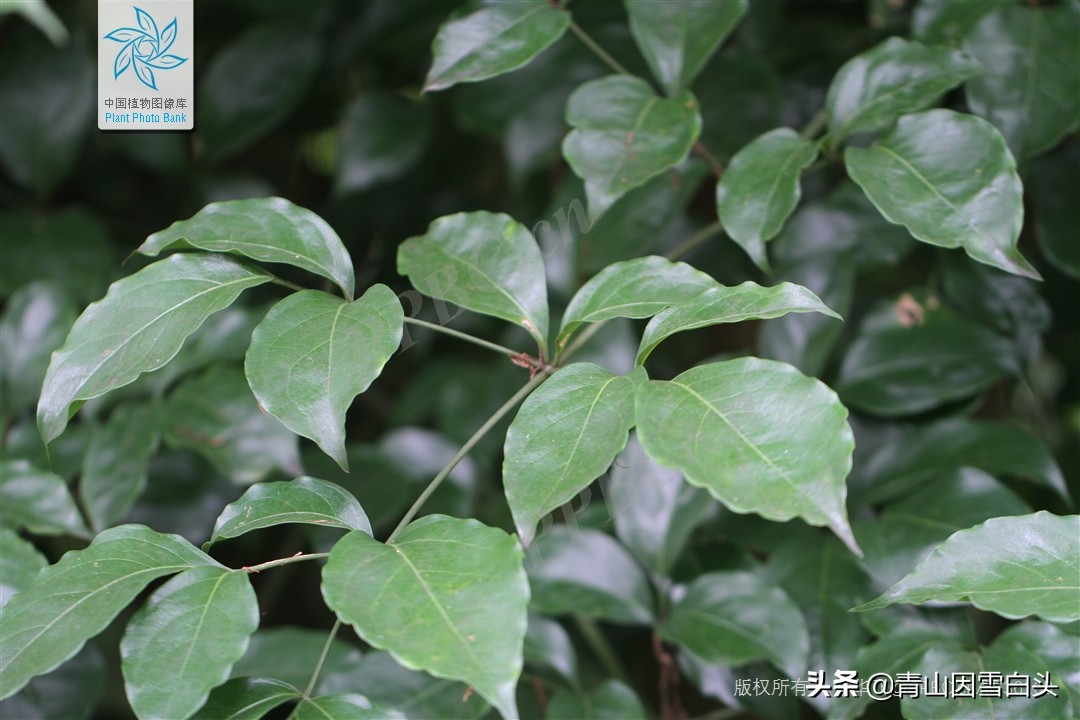 秋枫八角枫,八角枫与秋枫